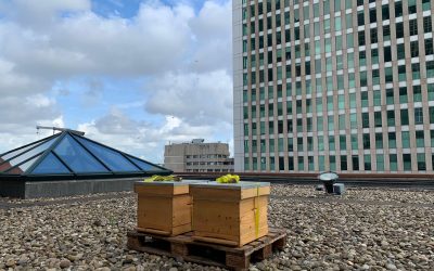 Bijenkasten op het dak van het Ministerie VWS